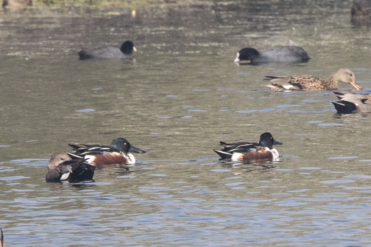 Northern Shoveler - Nazes Afroz