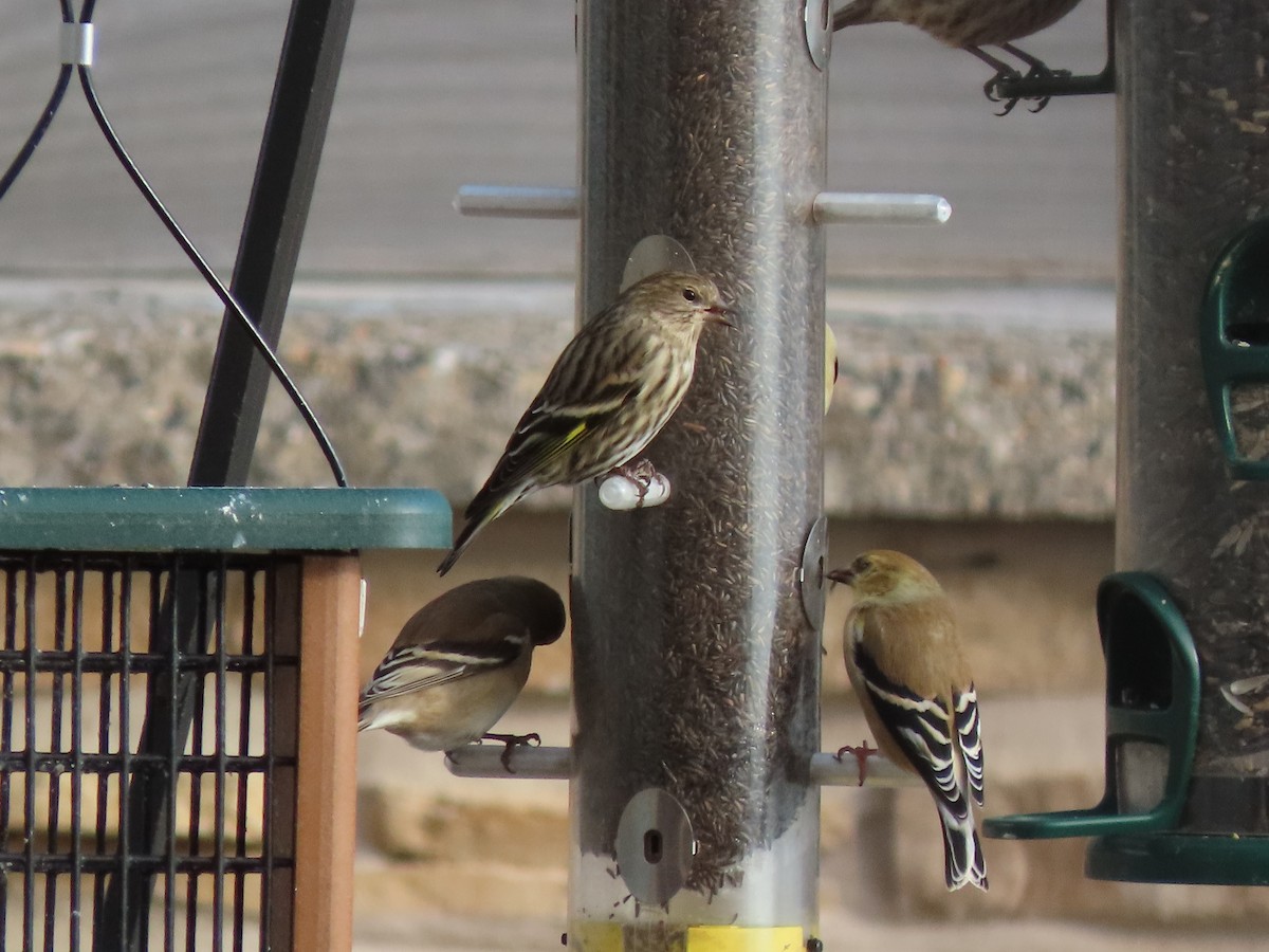 Pine Siskin - ML528868781