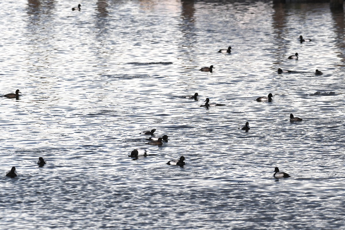 Lesser Scaup - ML528869771