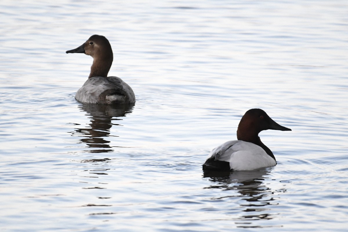 Canvasback - ML528869781