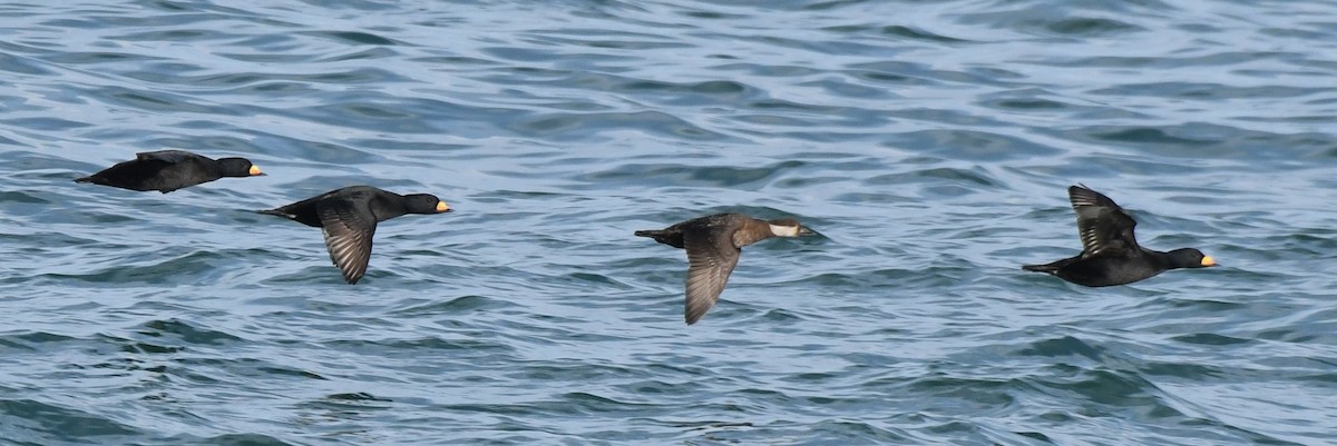 Black Scoter - David True