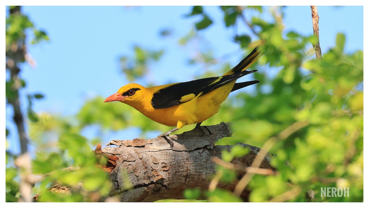 Indian Golden Oriole - ML528871501