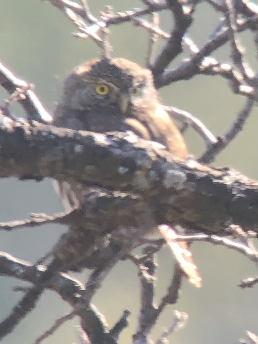 Northern Pygmy-Owl - ML528872051