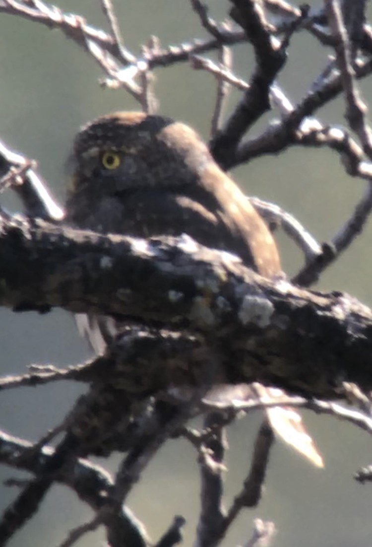 Northern Pygmy-Owl - Michele Swartout