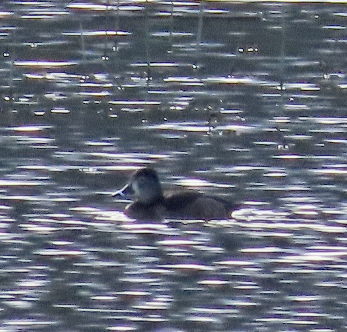 Ring-necked Duck - ML528873171