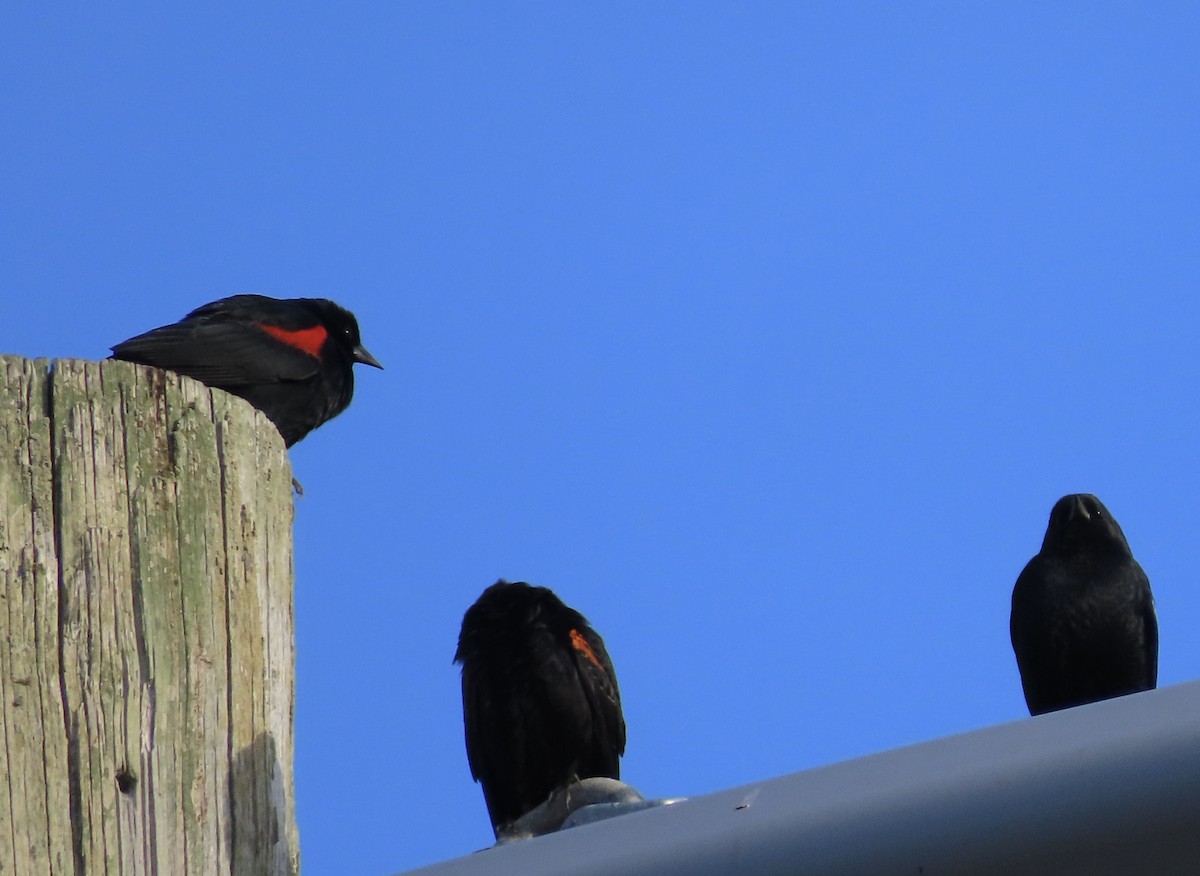 Red-winged Blackbird - ML528873561