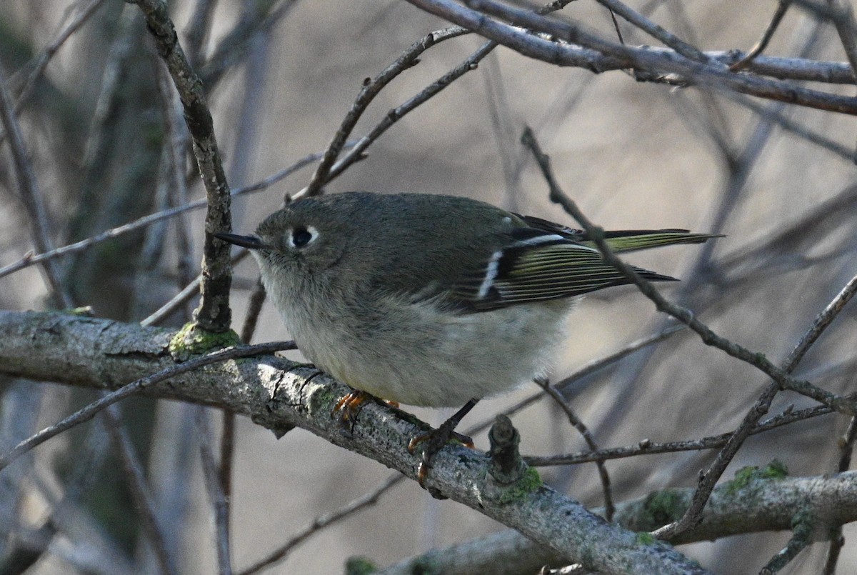 Ruby-crowned Kinglet - Ann Kohlhaas