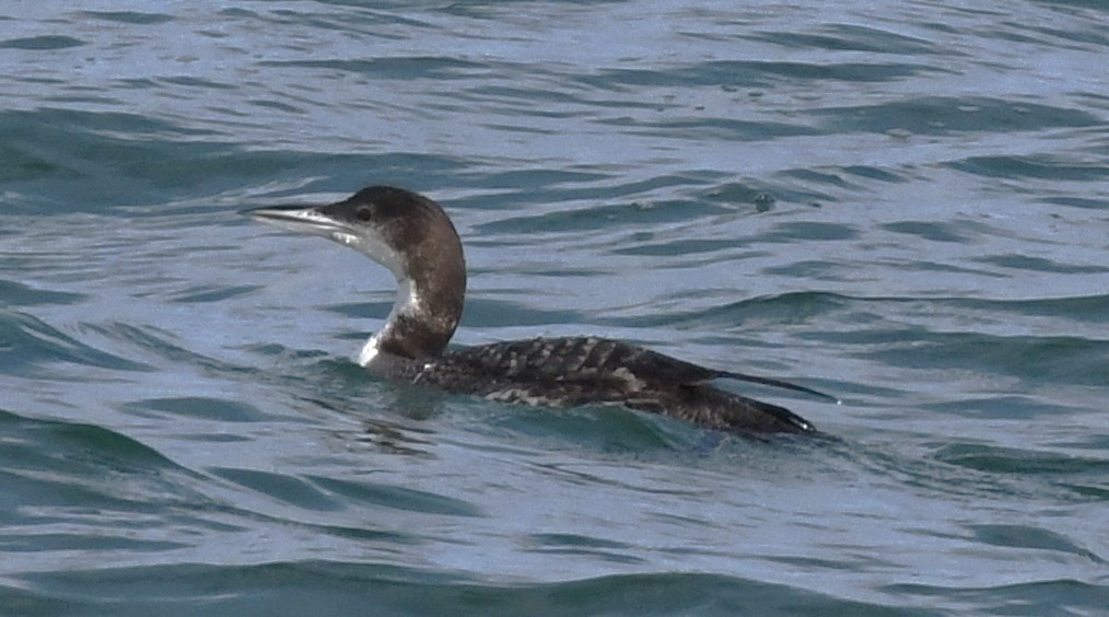 Common Loon - David True