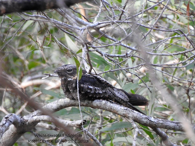 White-throated Nightjar - ML528876121