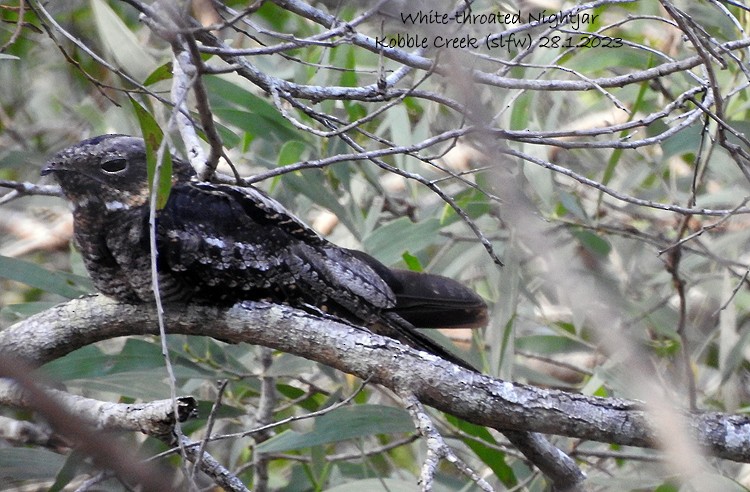 White-throated Nightjar - ML528876131