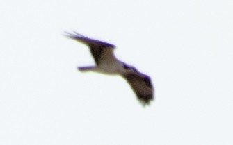 Osprey - ML52887641