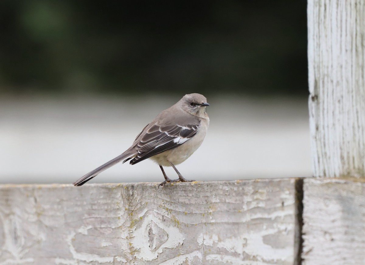 Northern Mockingbird - Andrew S. Aldrich