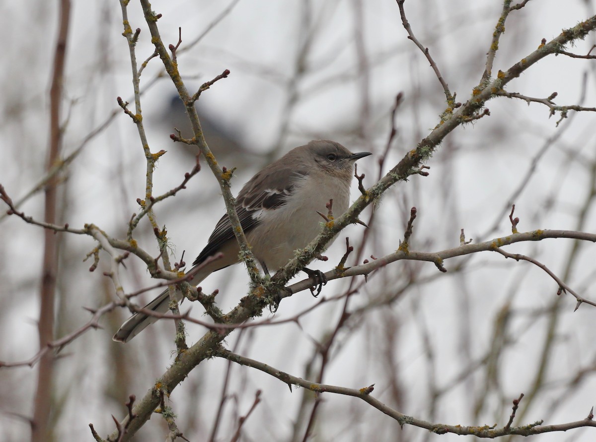 Northern Mockingbird - Andrew S. Aldrich