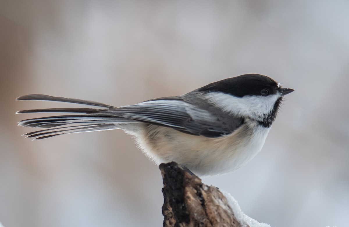 Black-capped Chickadee - ML528876921