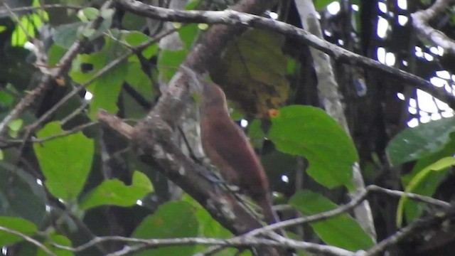 Cinnamon-throated Woodcreeper - ML528882161