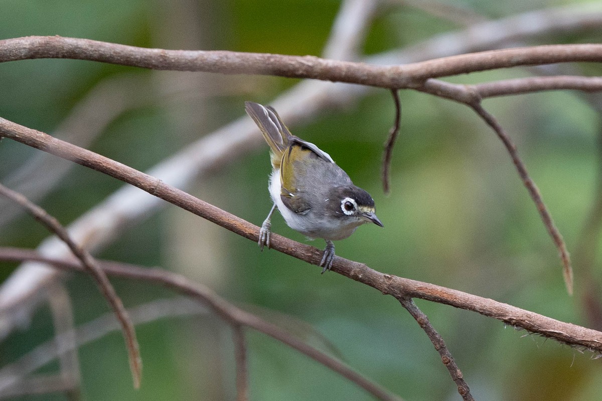 Morotai White-eye - ML528882781