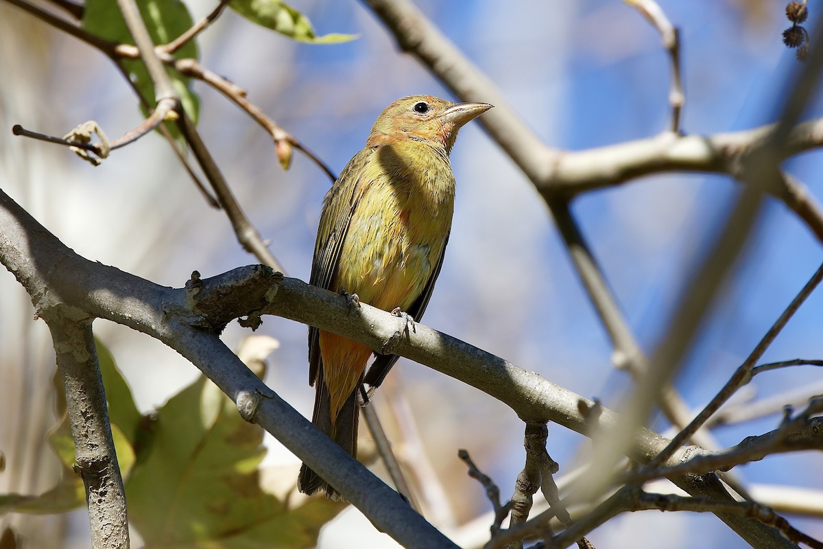 Summer Tanager - ML528883101