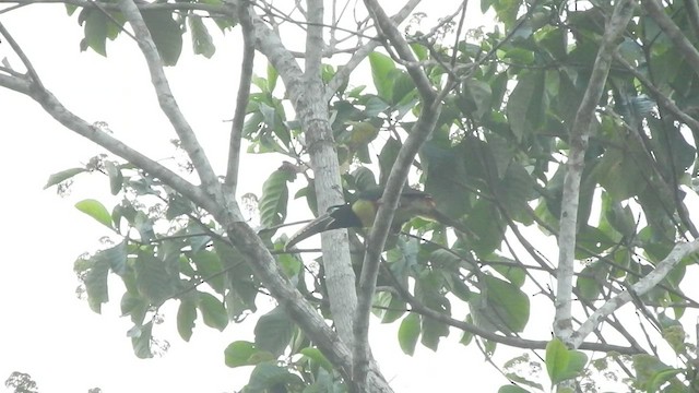 Chestnut-eared Aracari - ML528883431