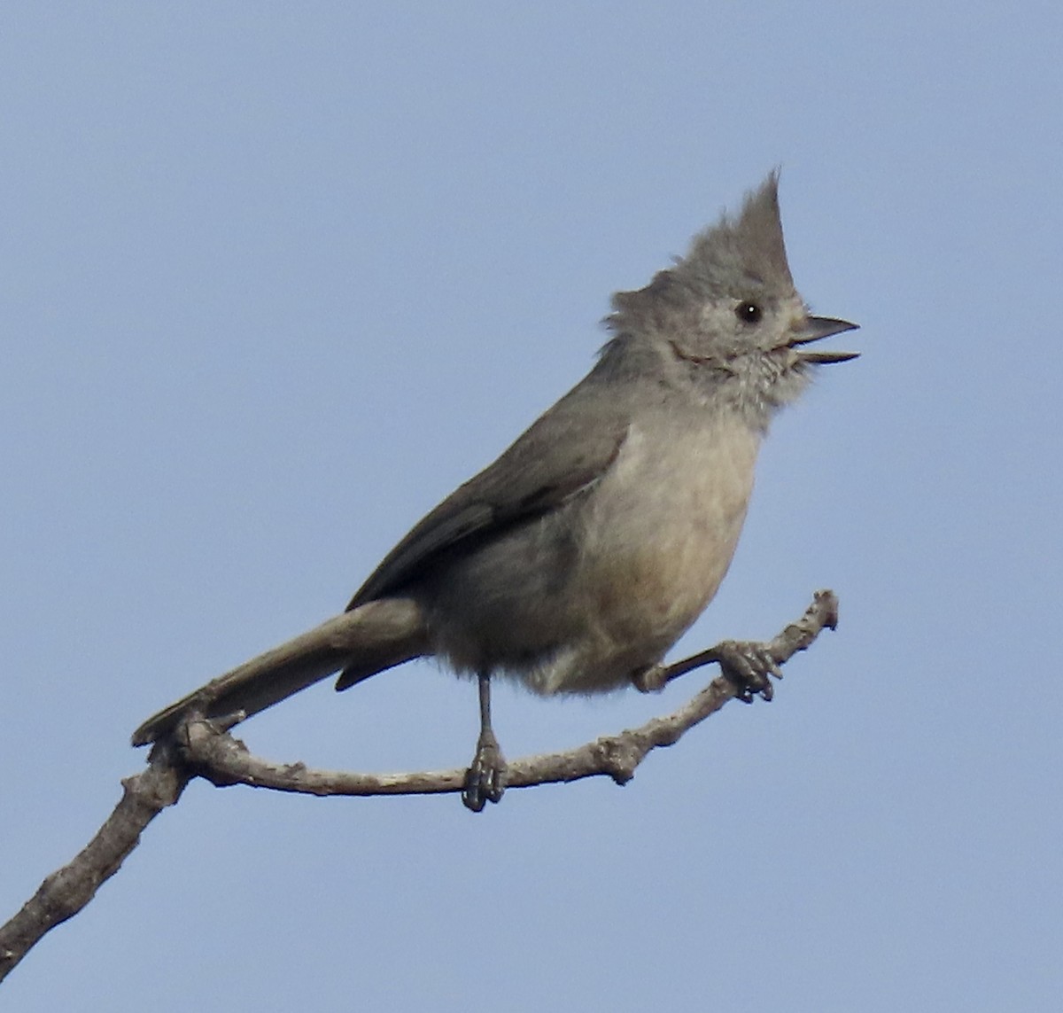 Juniper Titmouse - ML528884151
