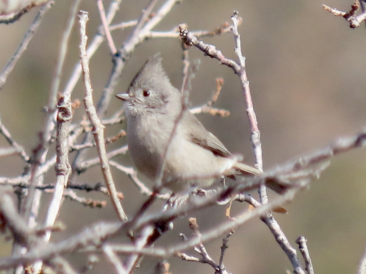 Juniper Titmouse - ML528884161