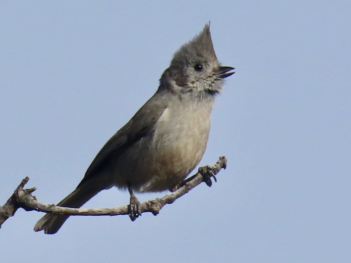 Juniper Titmouse - ML528884171