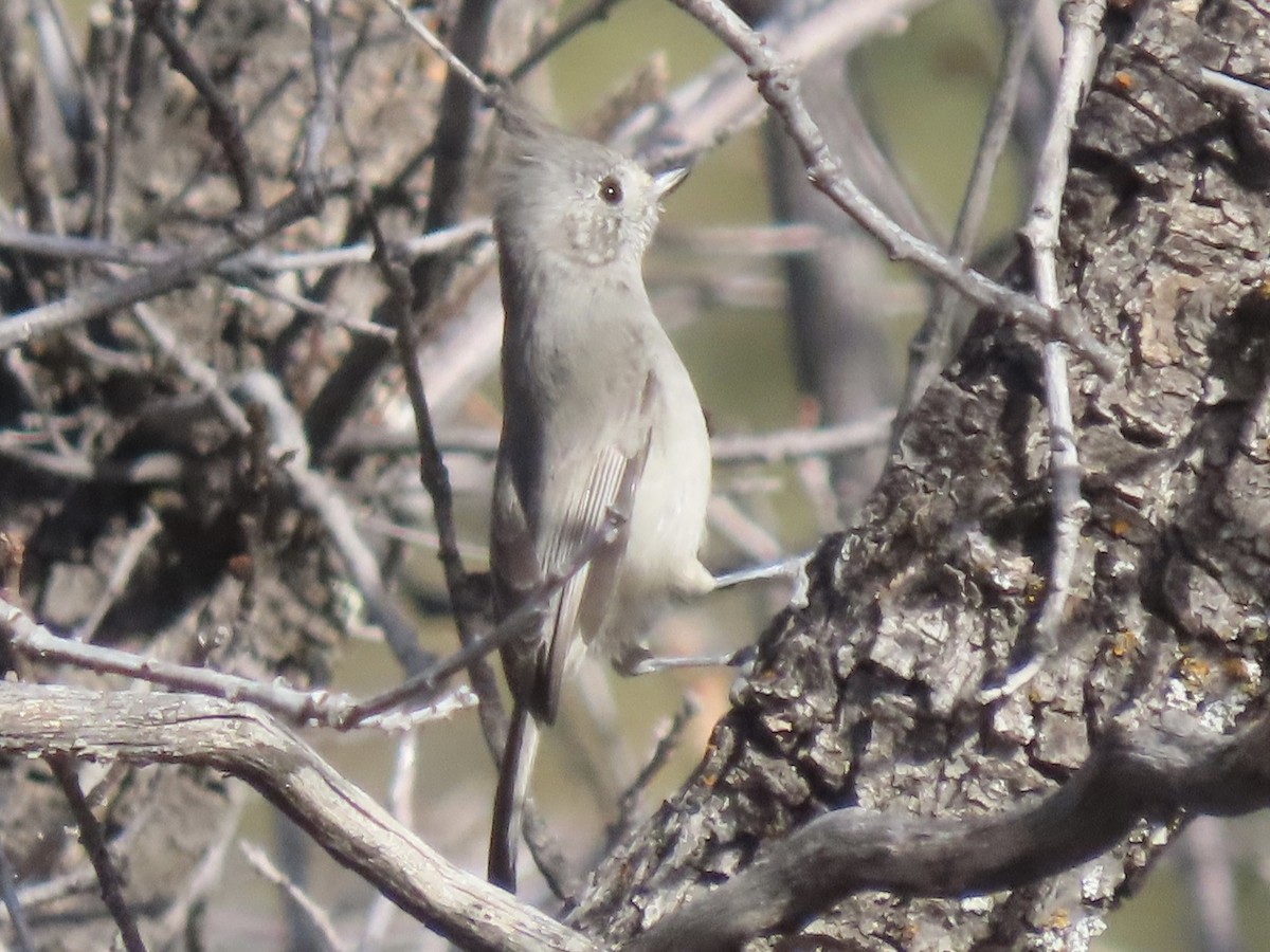 Juniper Titmouse - ML528884181
