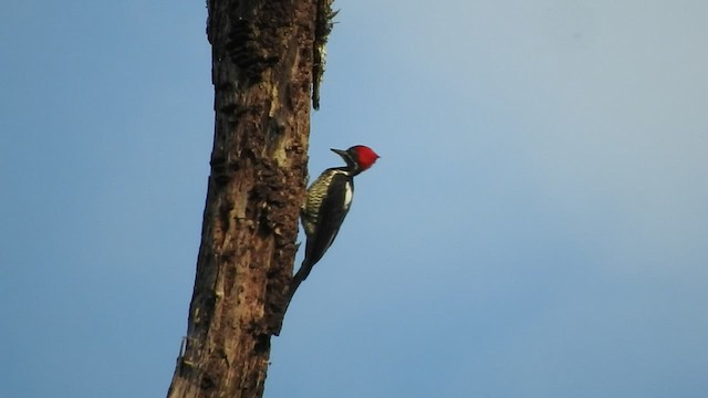 Lineated Woodpecker - ML528884351