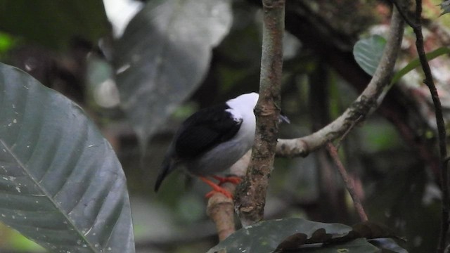 White-bearded Manakin - ML528885281