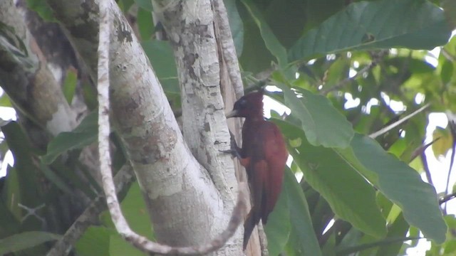 Chestnut Woodpecker - ML528886041