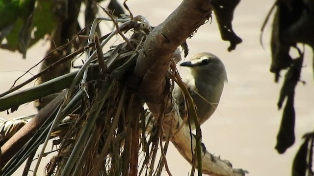 Drab Water Tyrant - ML528887051