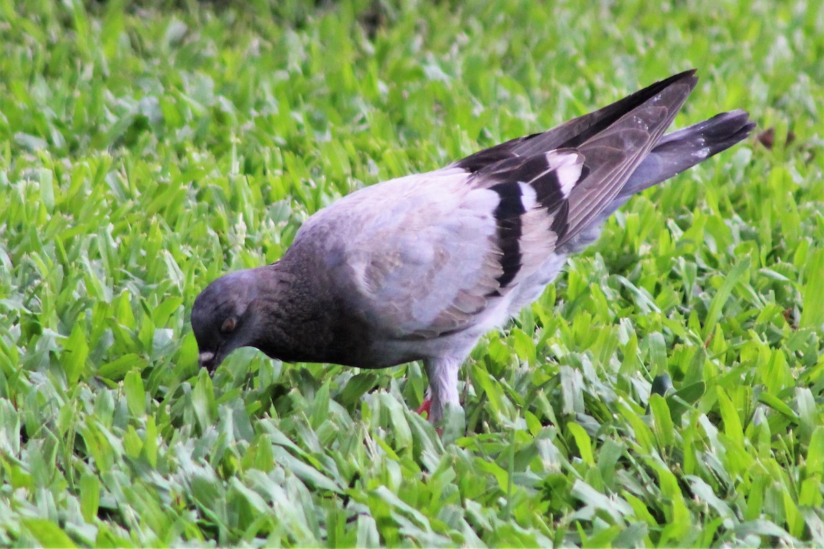 Rock Pigeon (Feral Pigeon) - ML528887331