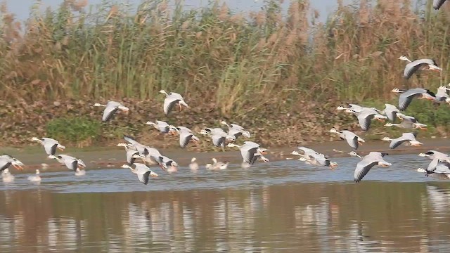 Bar-headed Goose - ML528888871