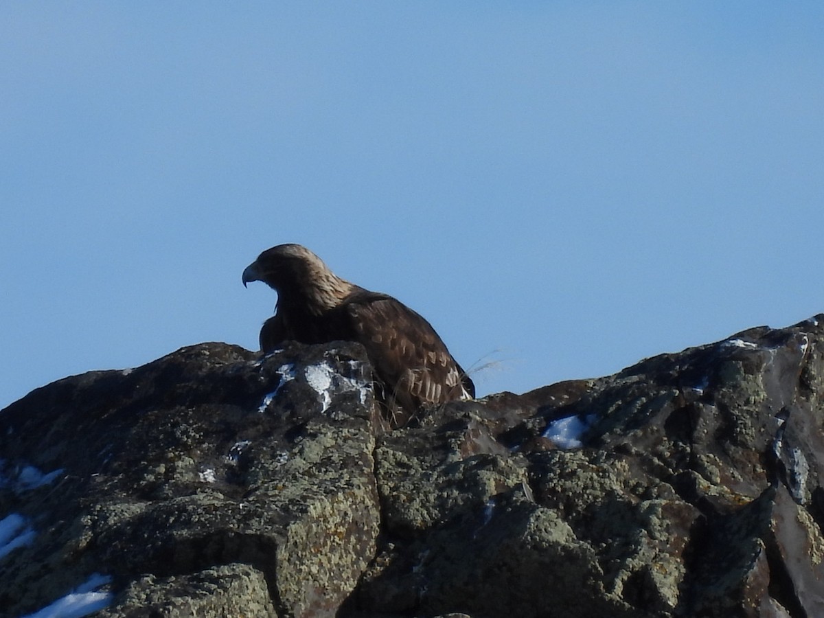 Steinadler - ML528889511