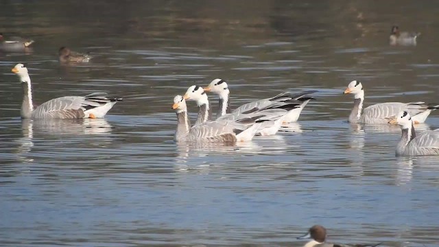 Bar-headed Goose - ML528889601