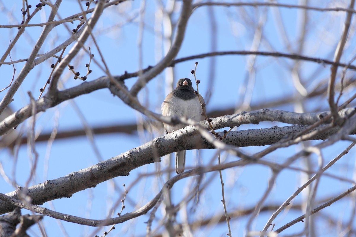 Junco ardoisé - ML528889991