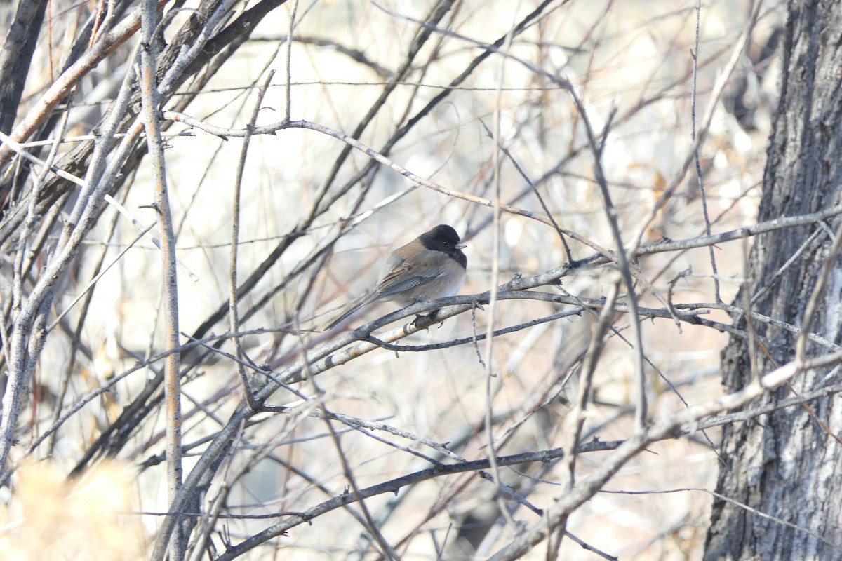 Dark-eyed Junco - ML528890001