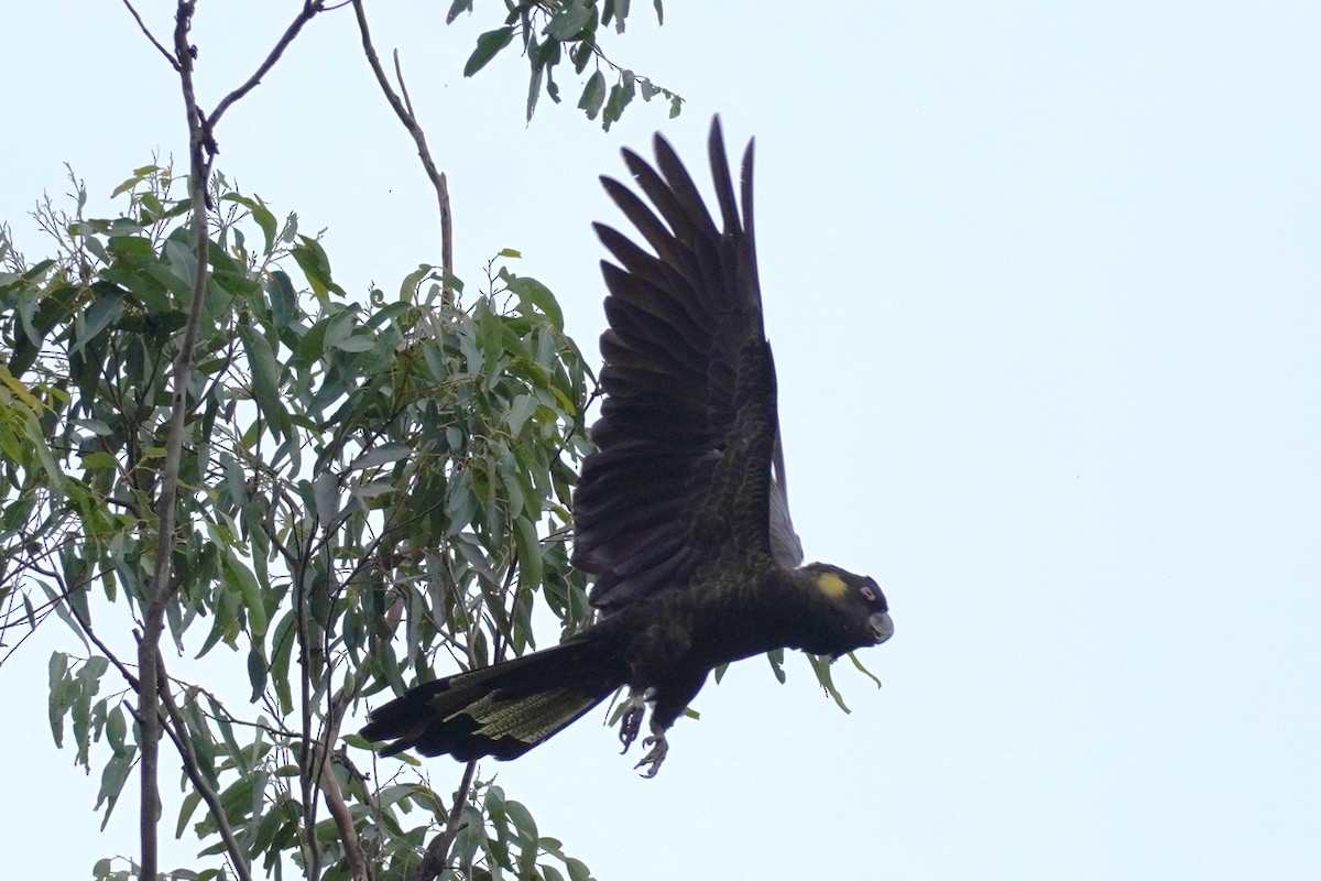 Yellow-tailed Black-Cockatoo - ML528892741