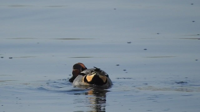 Green-winged Teal - ML528893241