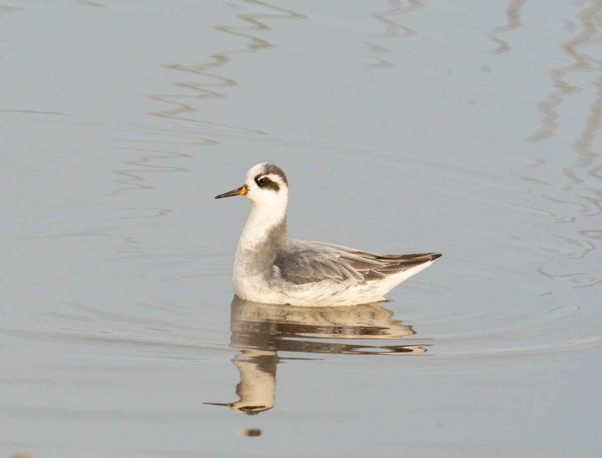 polarsvømmesnipe - ML528894591