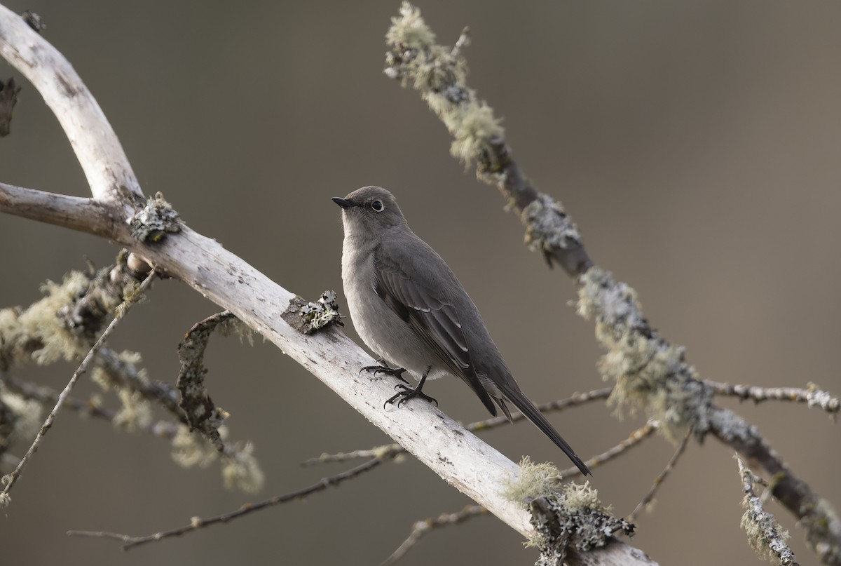 Townsend's Solitaire - Neal Tollisen