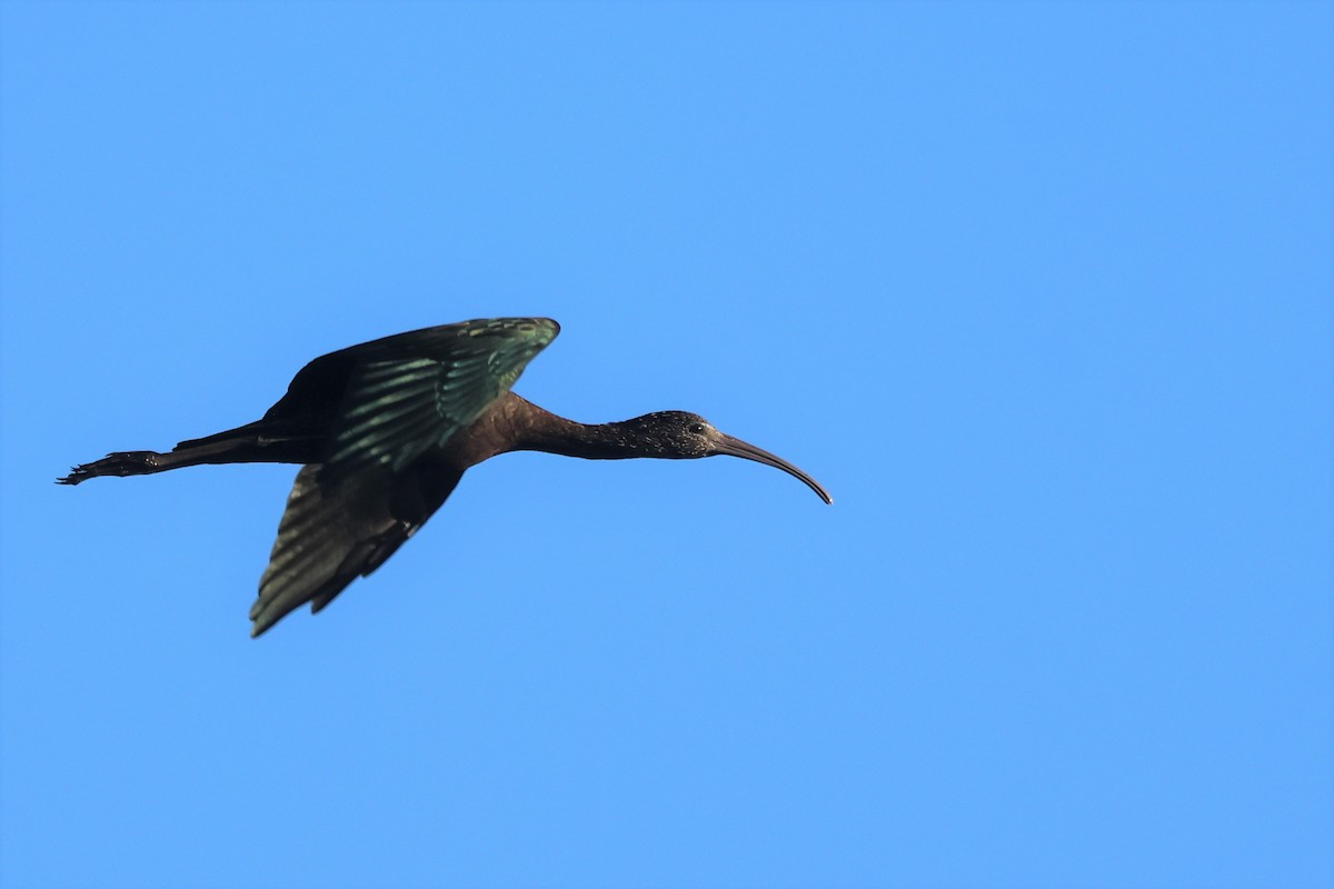 ibis hnědý - ML528896751