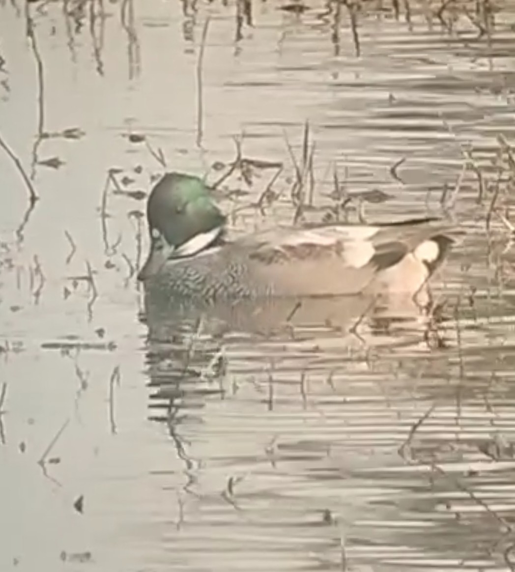 Falcated Duck - ML528896831