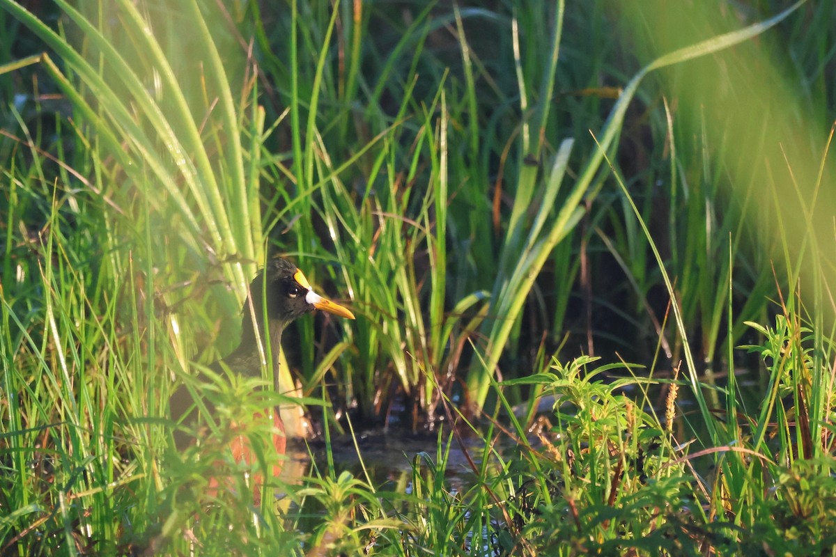 Northern Jacana - ML528897061