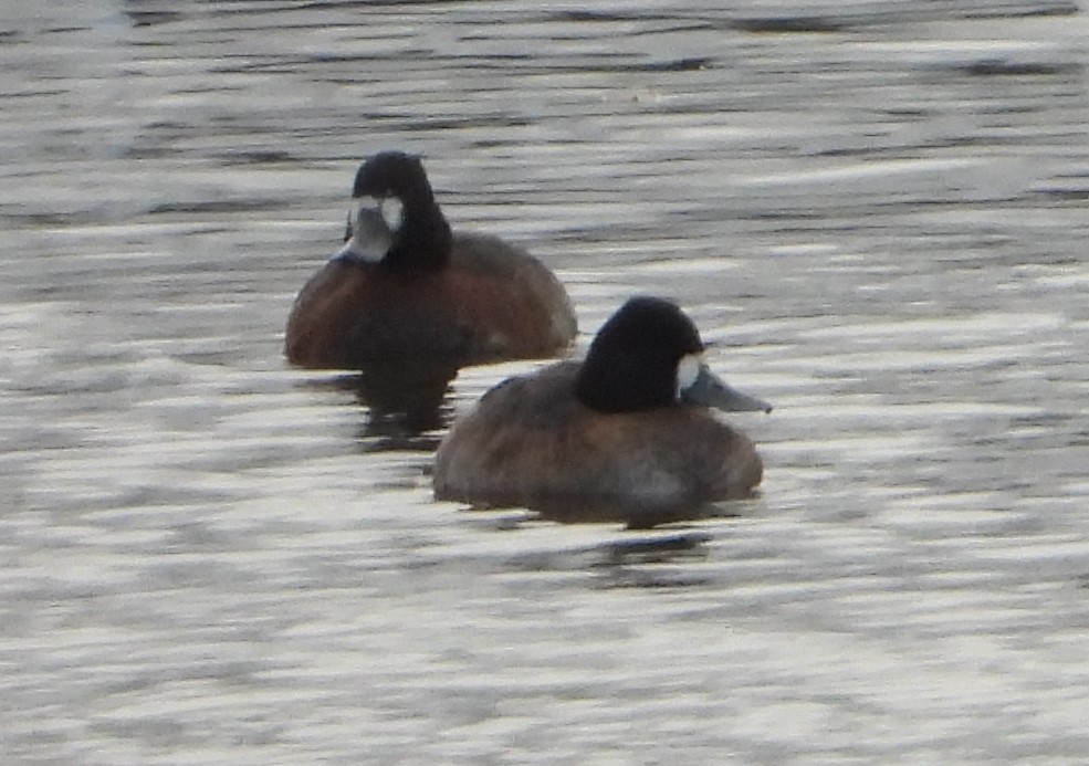 Lesser Scaup - ML528897321