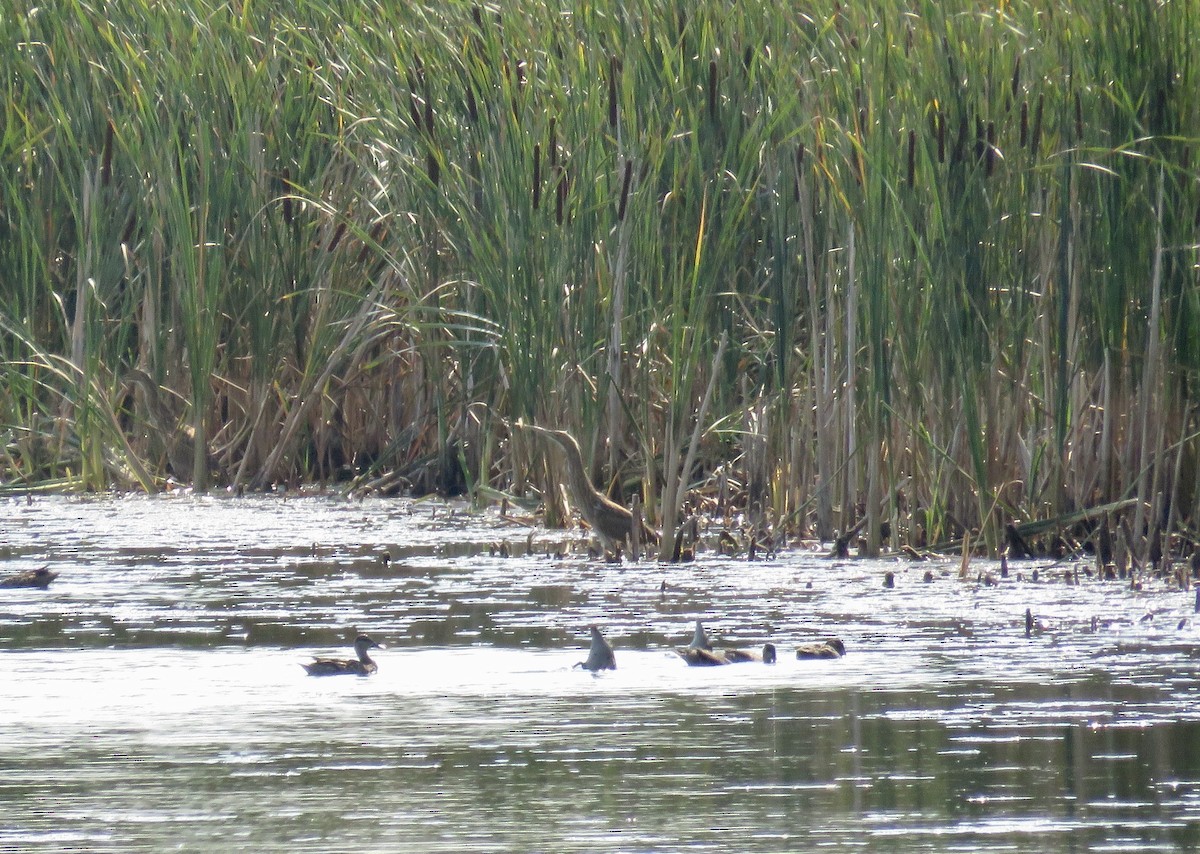 American Bittern - ML528897811