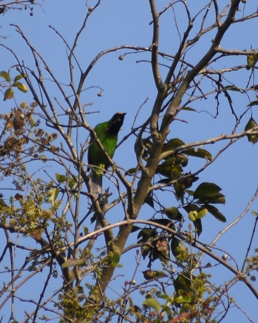 Golden-fronted Leafbird - ML528898551