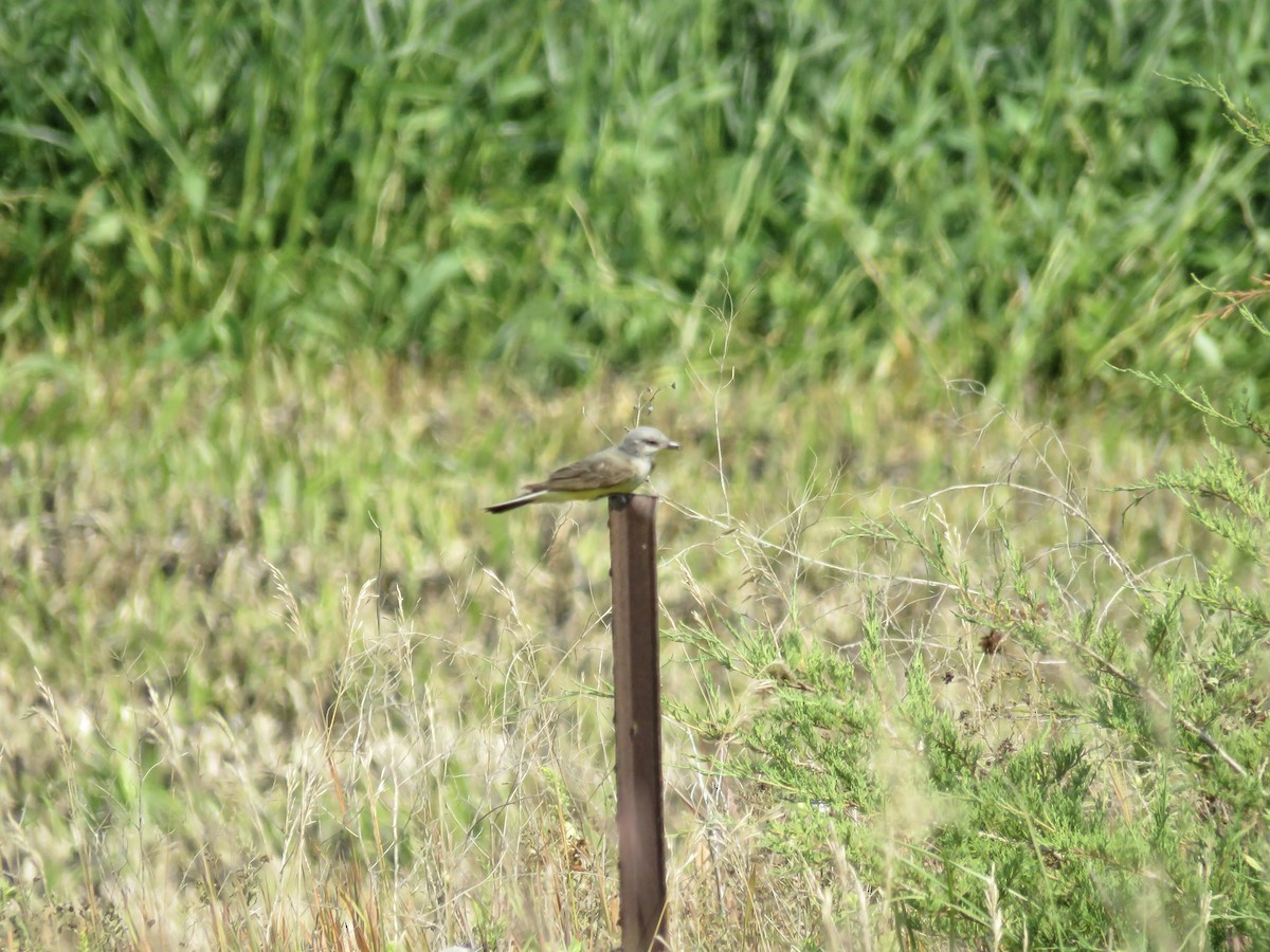 Western Kingbird - Dana Sterner