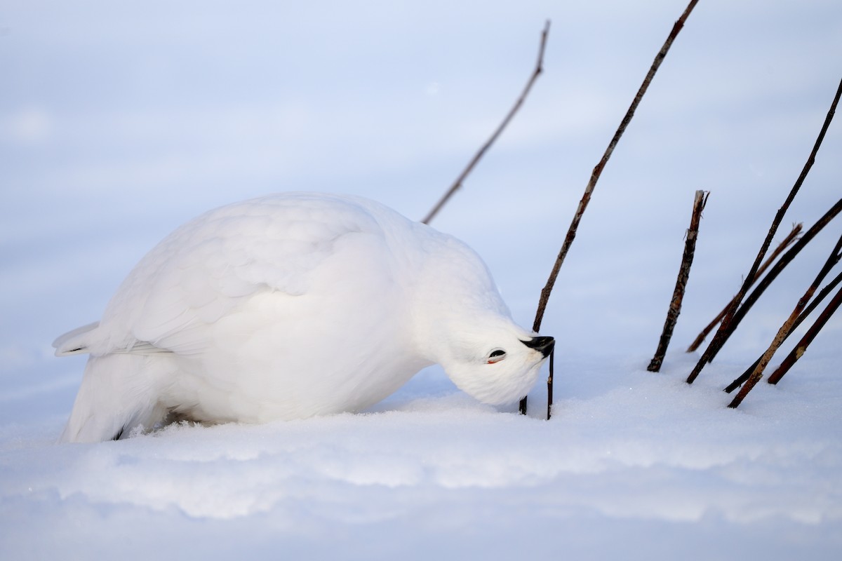 Willow Ptarmigan - Andy Bankert