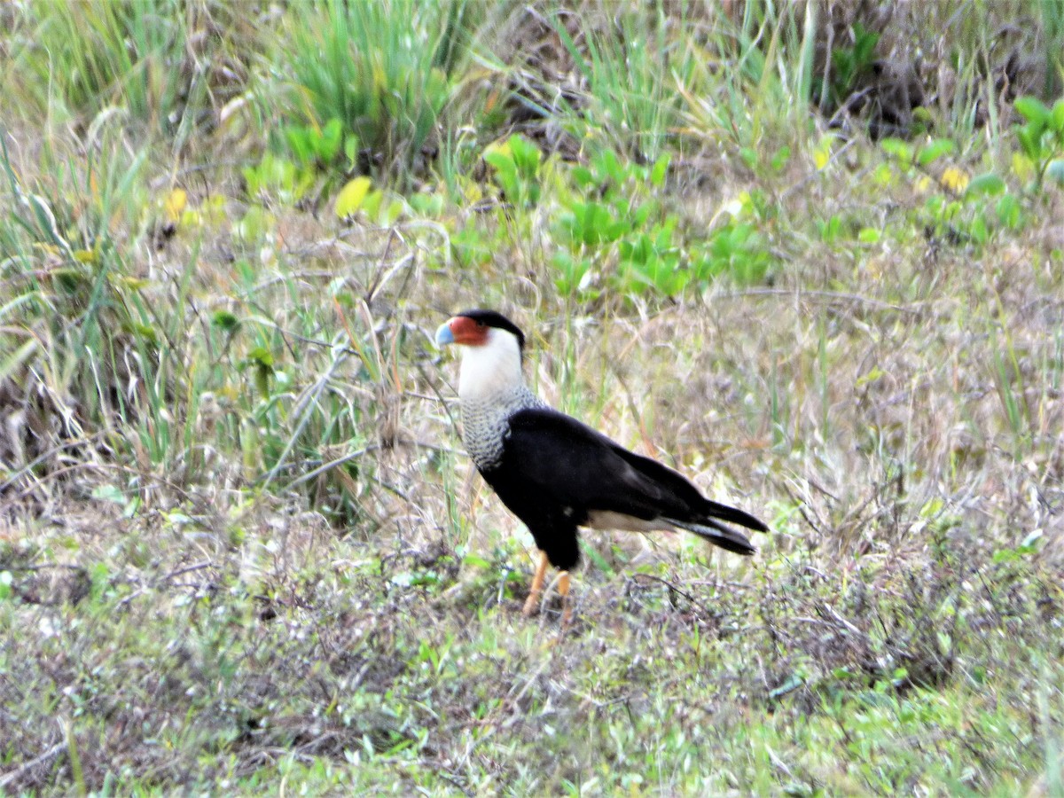 Crested Caracara (Northern) - ML52890001