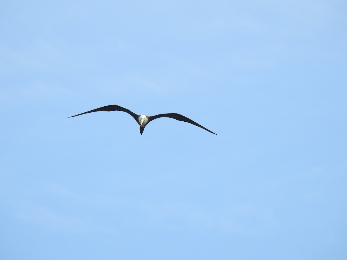 Magnificent Frigatebird - ML528900701